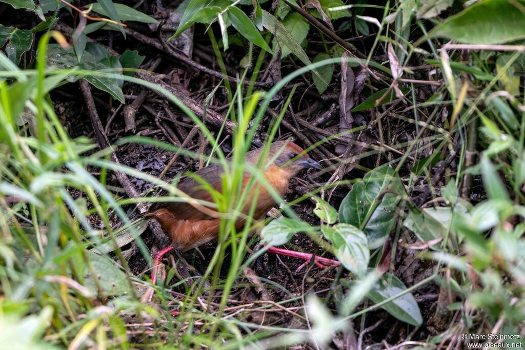 Russet-crowned Crake