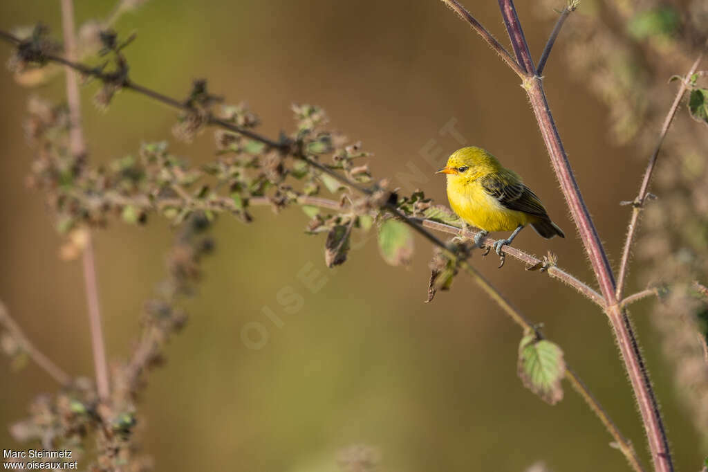 Rémiz à ventre jaune