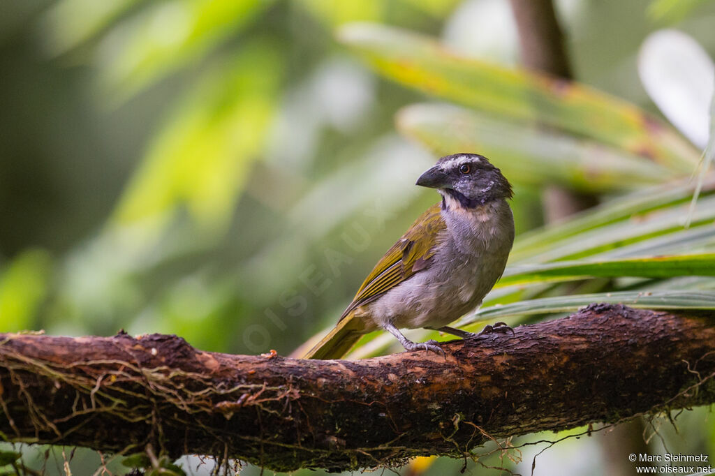 Saltator des grands-bois