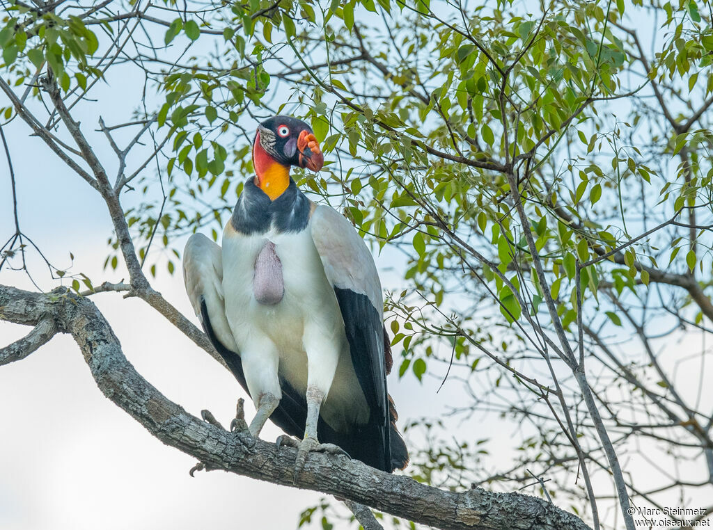 King Vulture