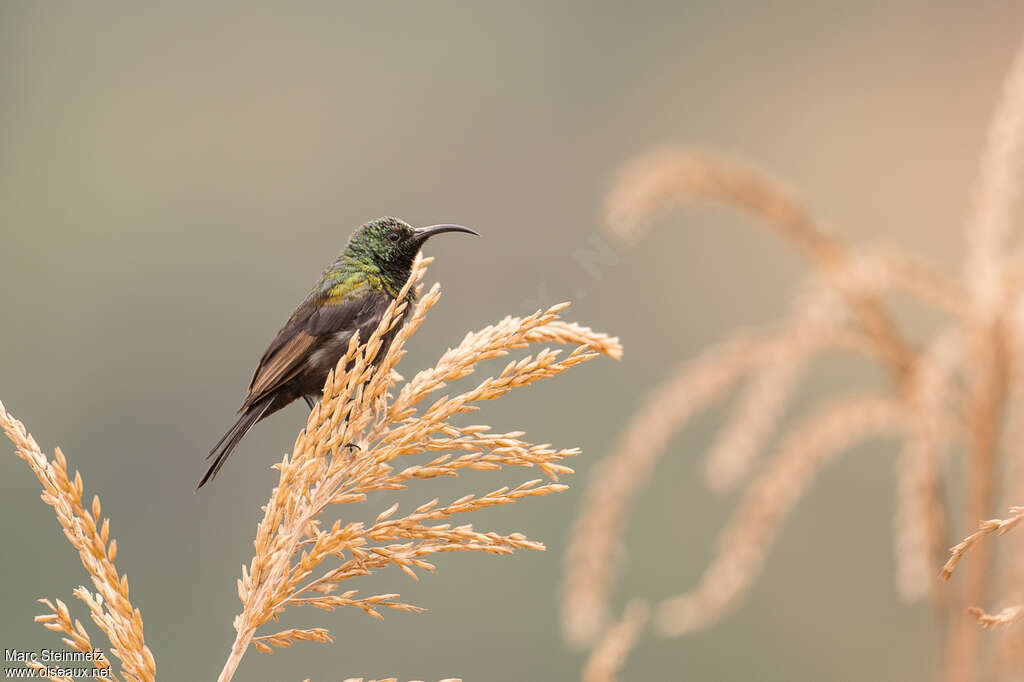 Bronze Sunbird male adult, moulting