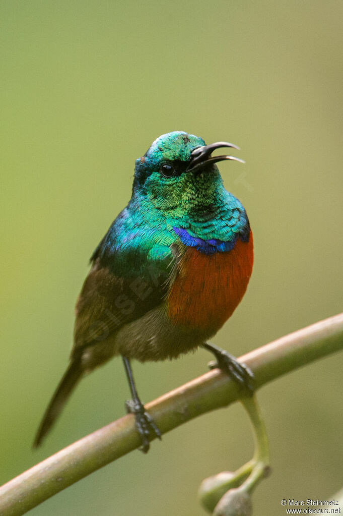 Souimanga de Preuss mâle, identification