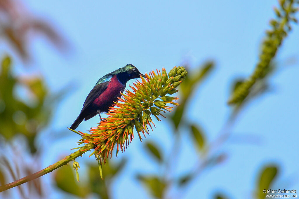 Superb Sunbird