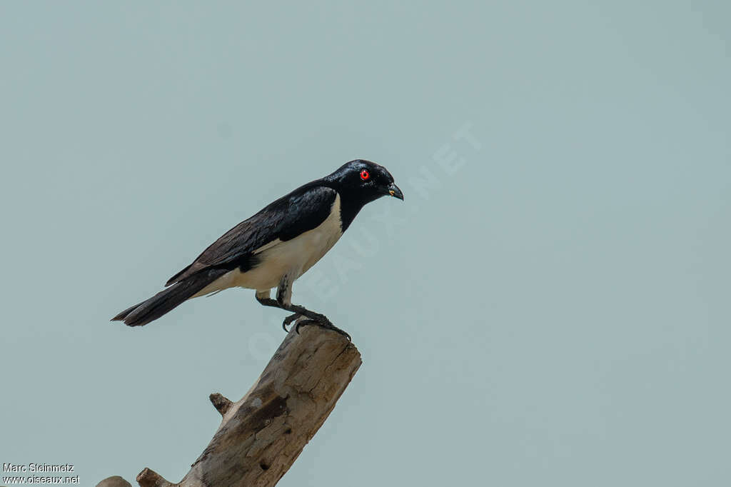Magpie Starling male adult, identification