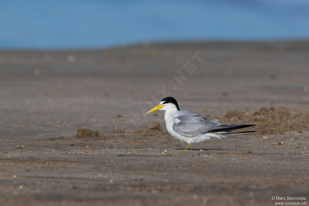 Yellow-billed Tern