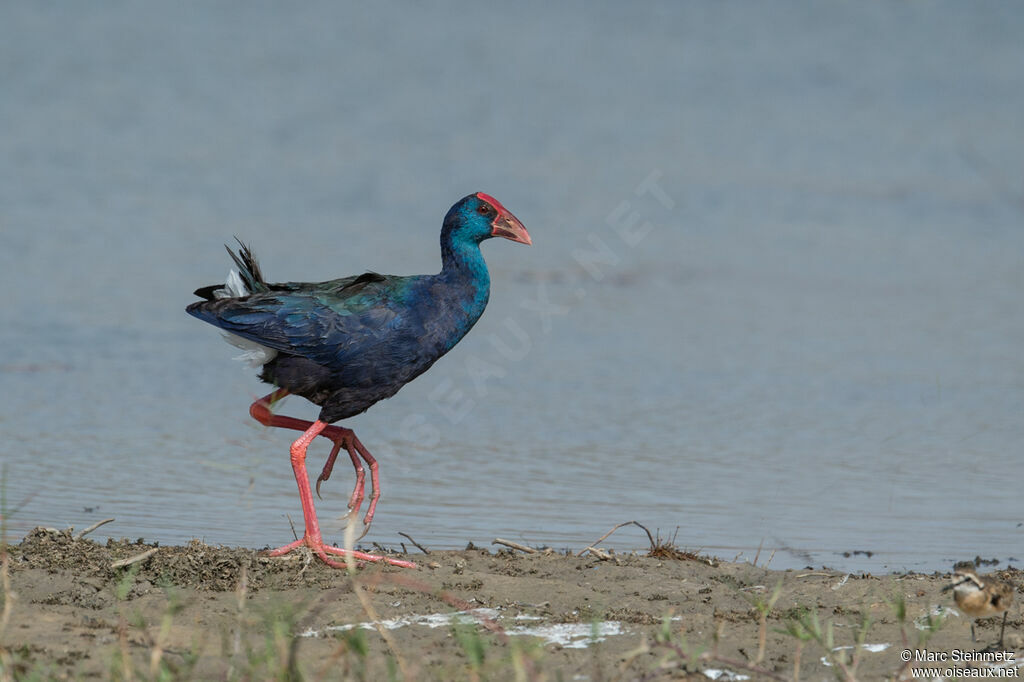 African Swamphen