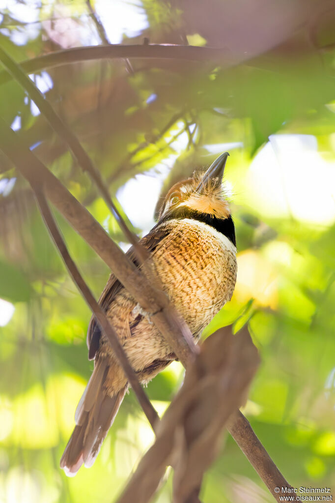 Chestnut-capped Puffbird