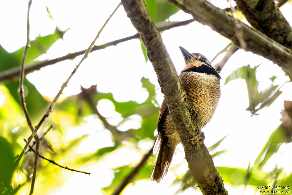 Chestnut-capped Puffbird