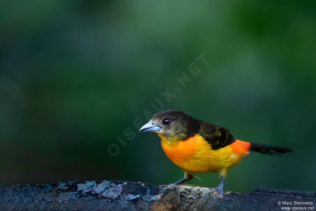 Tangara flamboyant
