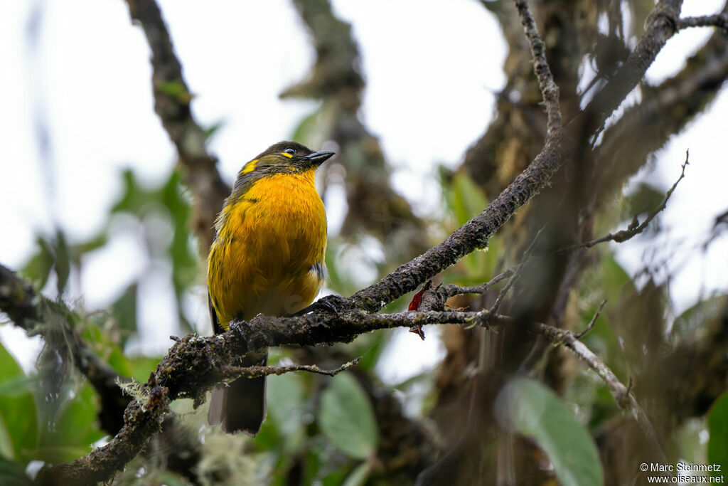 Tangara larmoyant