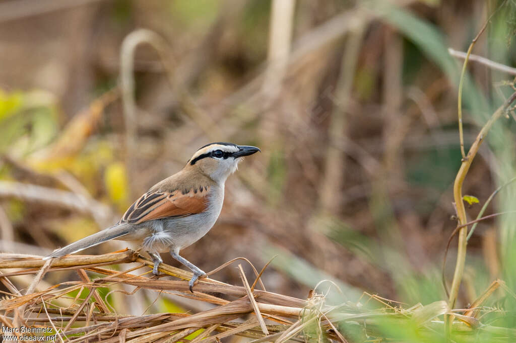 Tchagra à tête noireadulte, identification