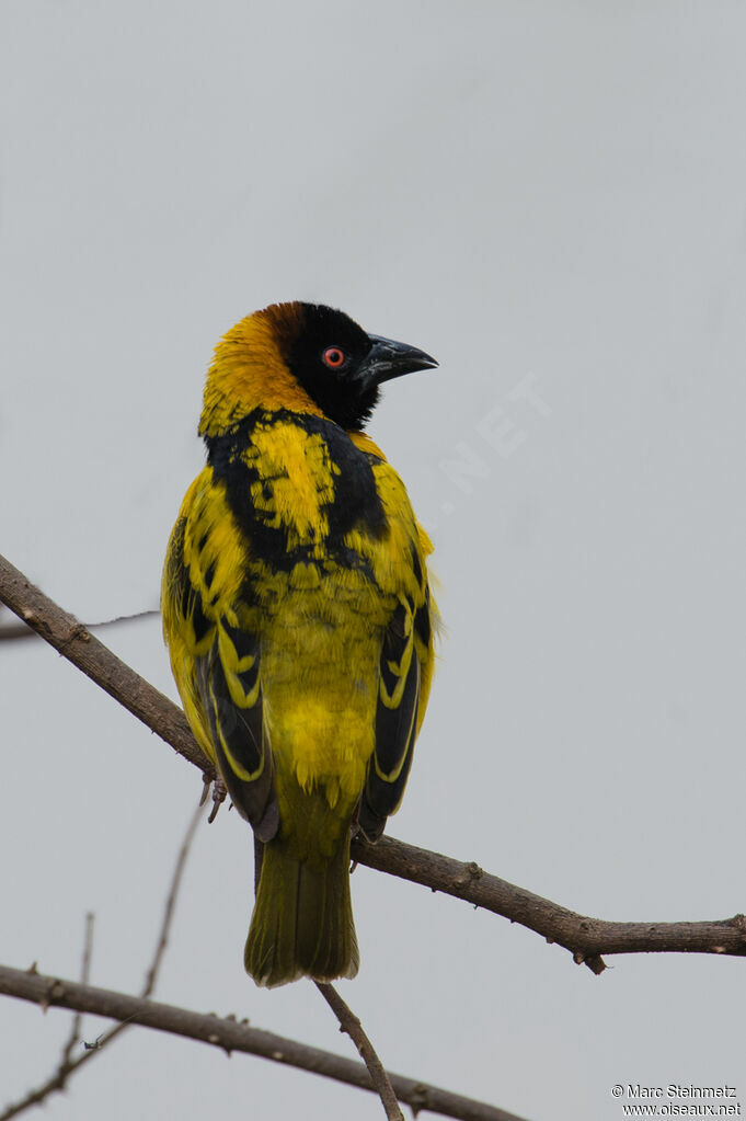 Village Weaver