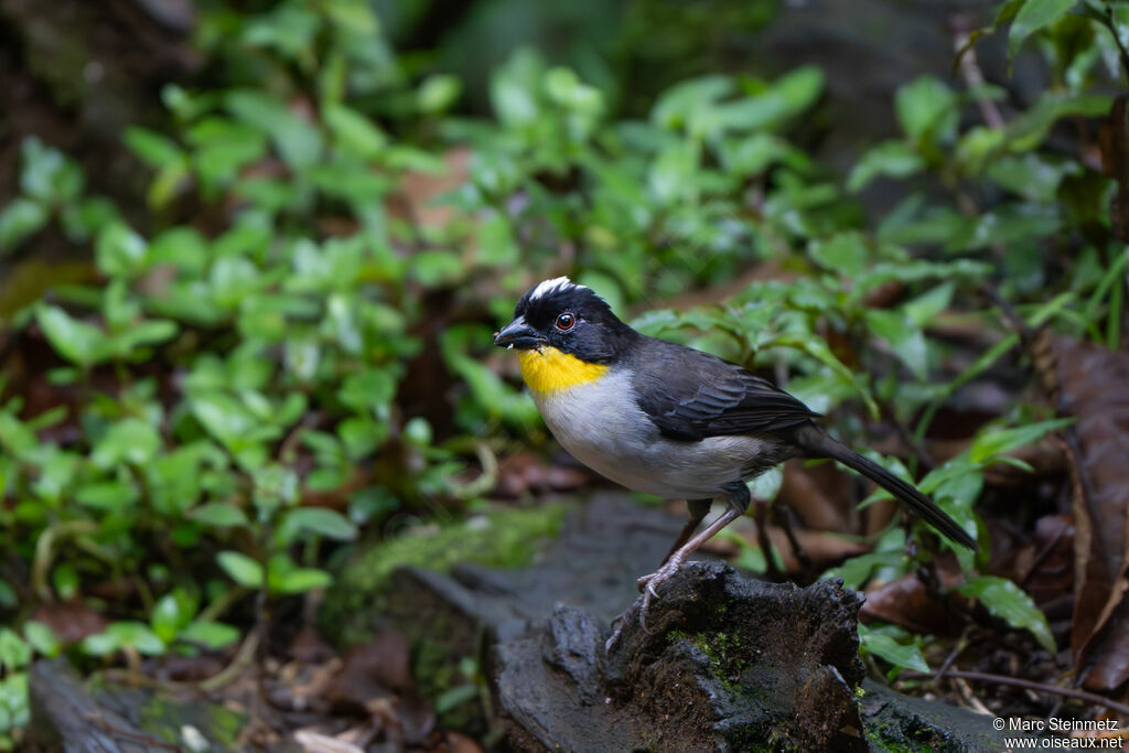 White-naped Brushfinch
