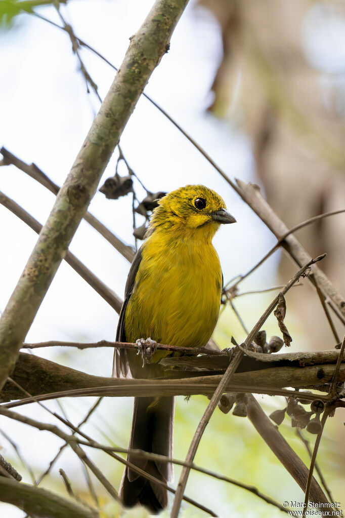 Yellow-headed Brushfinch