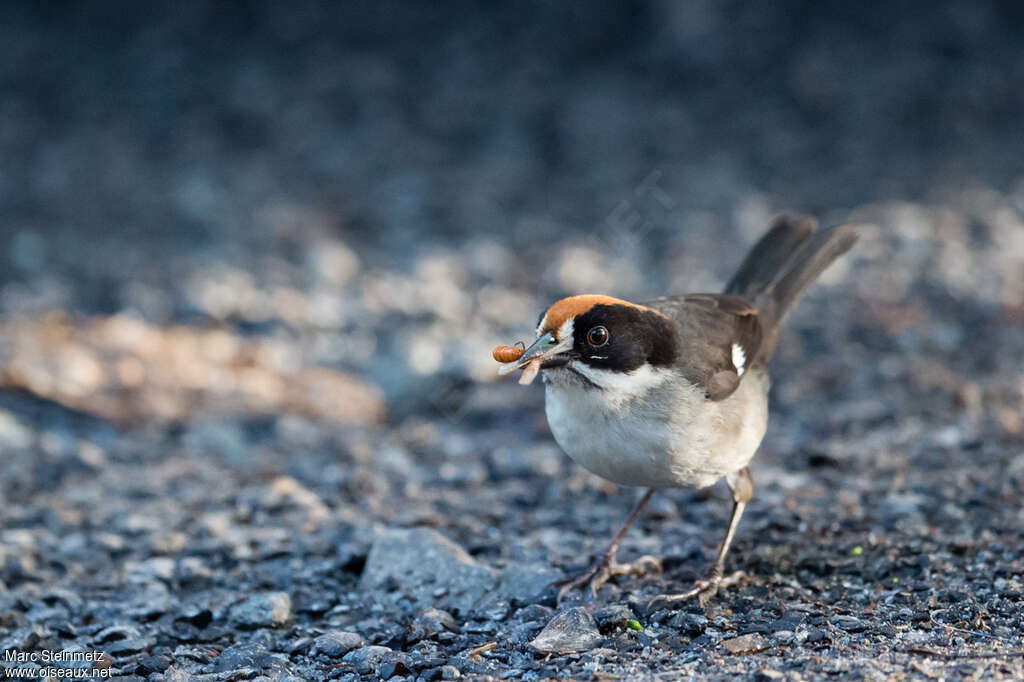 Tohi leucoptèreadulte, régime