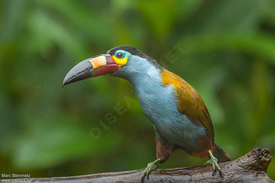 Toucan montagnardadulte, composition, Comportement