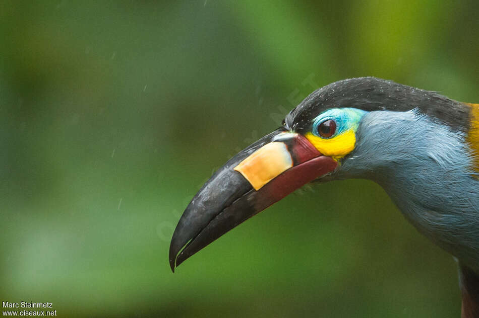 Toucan montagnardadulte, portrait