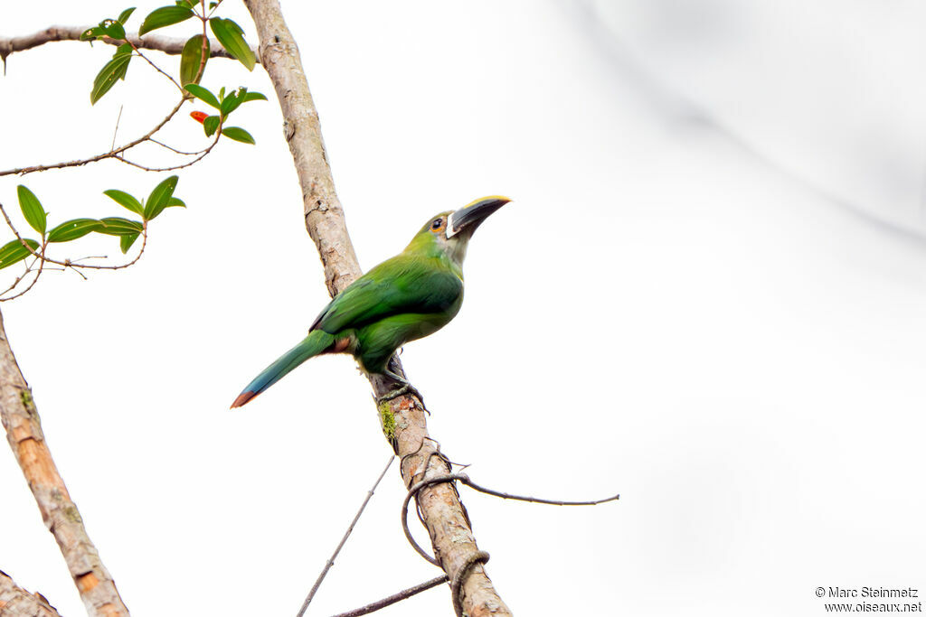Toucanet des Andes
