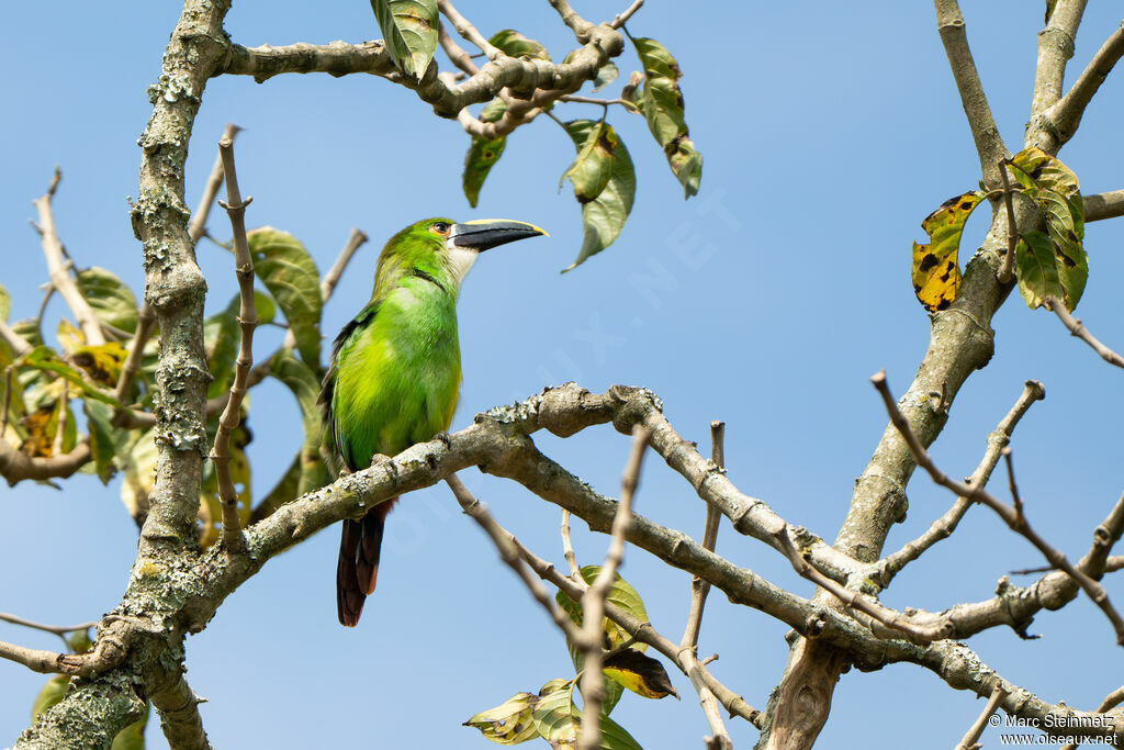 Toucanet des Andes