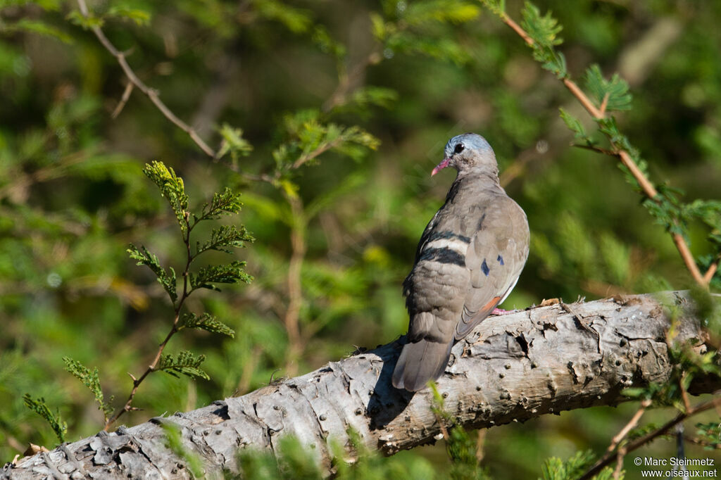 Blue-spotted Wood Dove