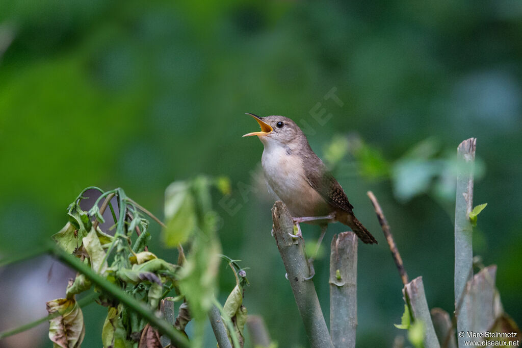 Troglodyte austral