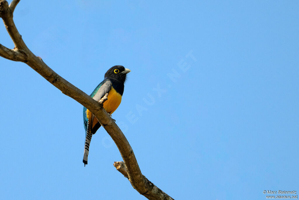 Trogon à lunettes jaunes