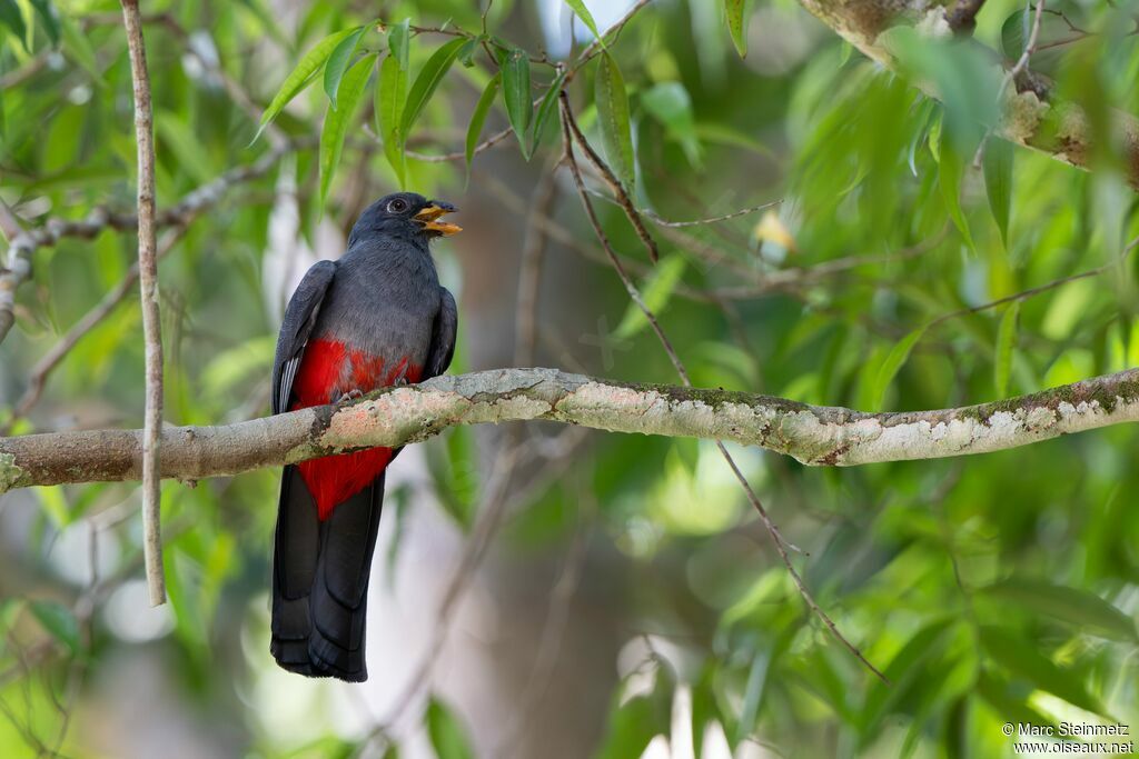 Trogon à queue noire femelle