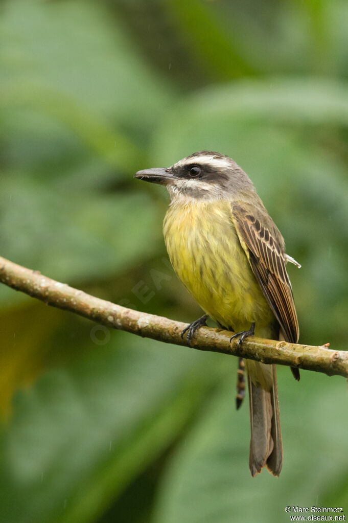 Tyran à ventre d'oradulte, identification