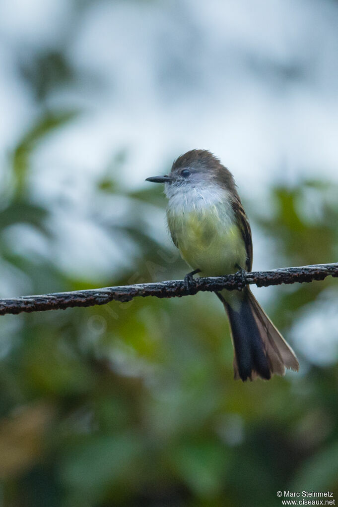 Pale-edged Flycatcher