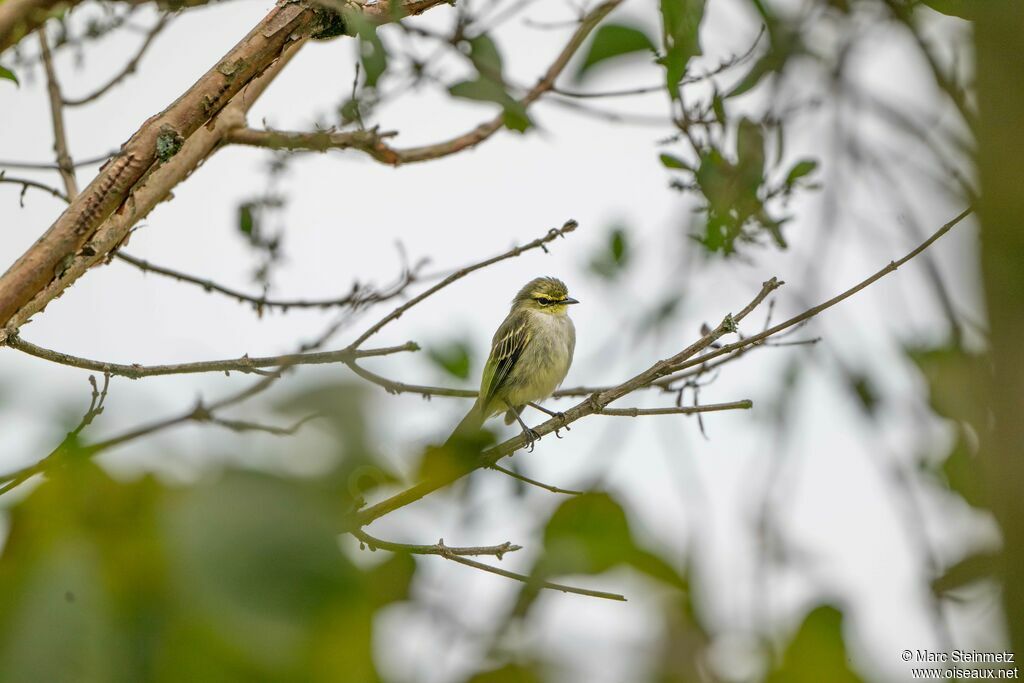 Tyranneau à face d'or