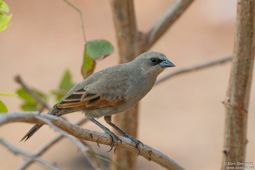 Greyish Baywing