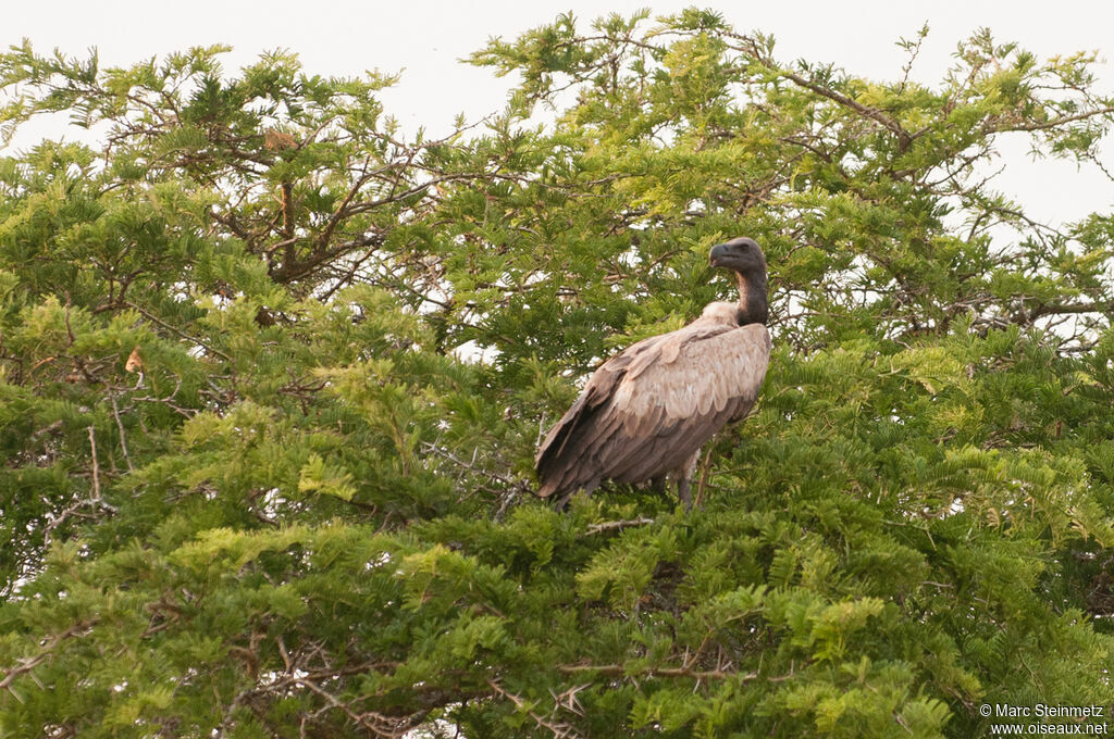 White-backed Vulture