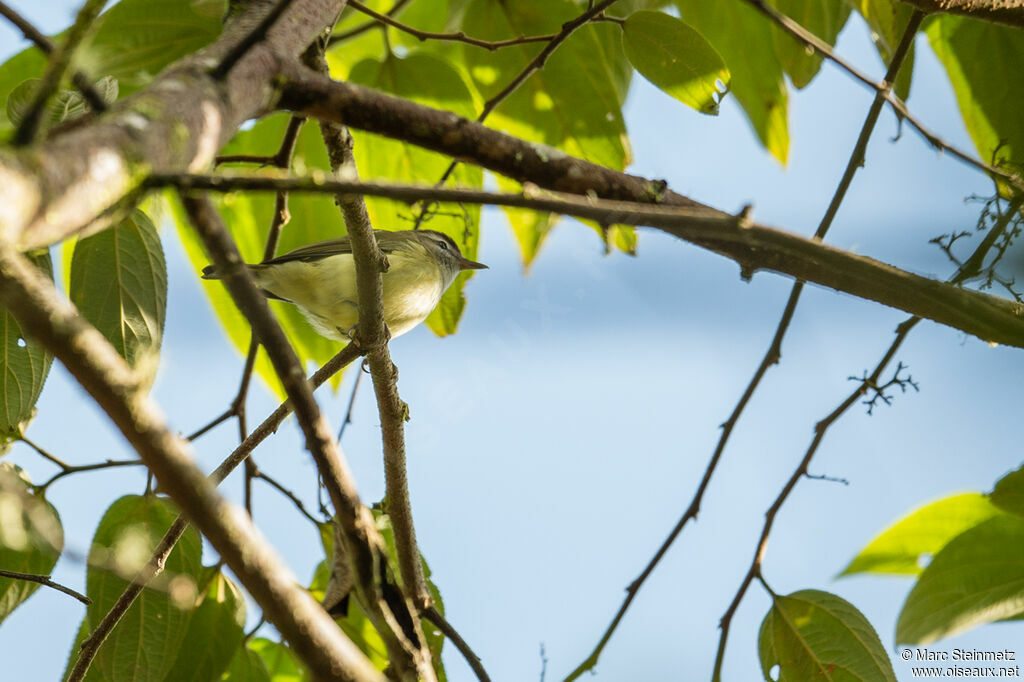 Brown-capped Vireo