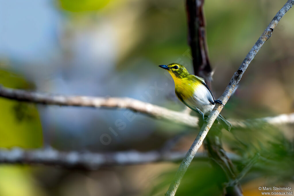 Viréo à gorge jaune