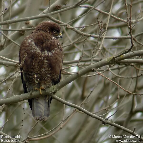 Buse variable