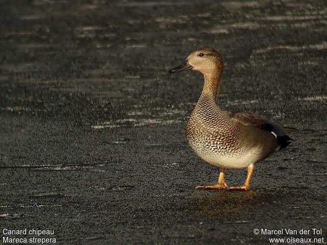 Canard chipeau mâle adulte