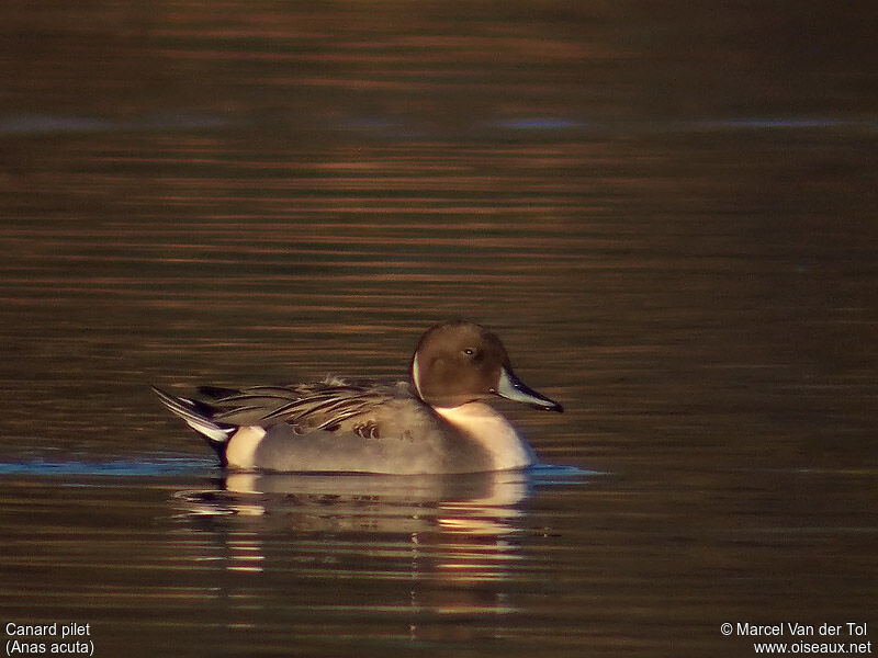 Canard pilet