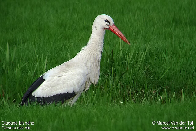 Cigogne blancheadulte