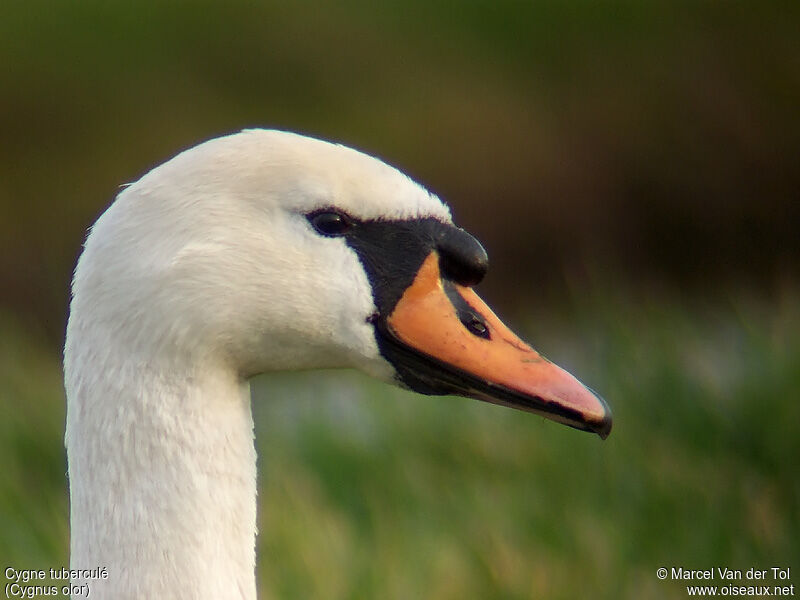 Cygne tuberculé