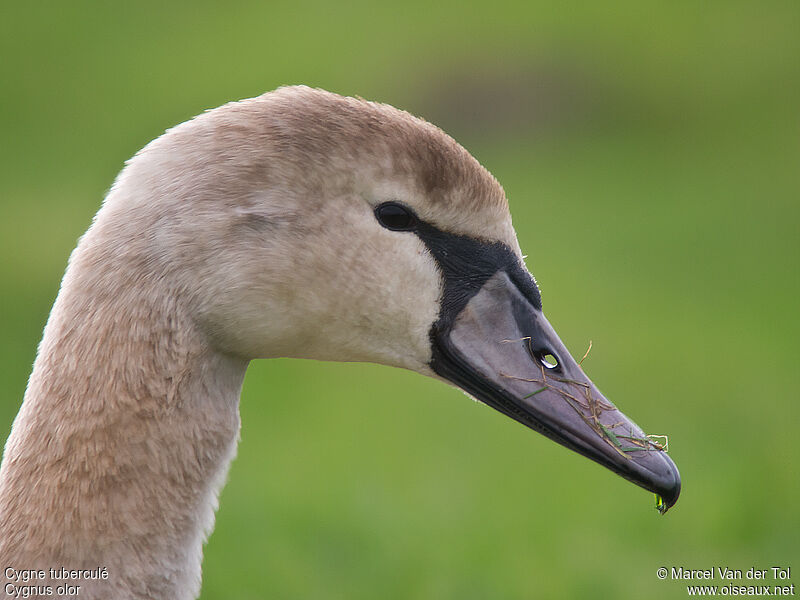 Cygne tuberculéimmature