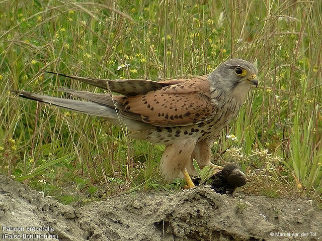 Faucon crécerelle