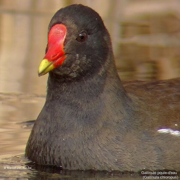 Gallinule poule-d'eau
