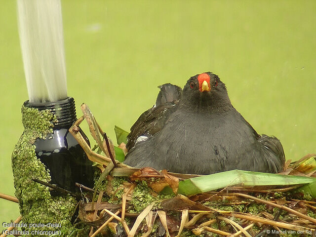 Gallinule poule-d'eau