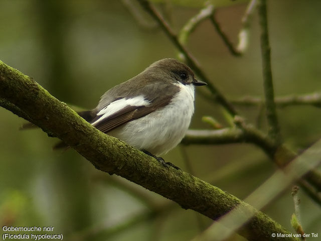 Gobemouche noir