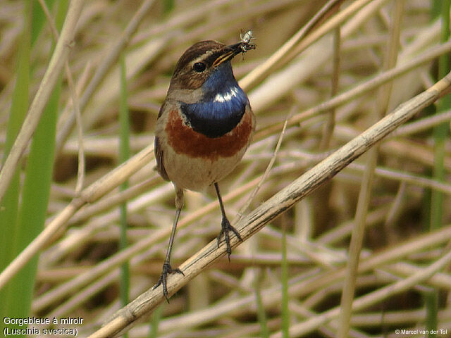 Gorgebleue à miroir