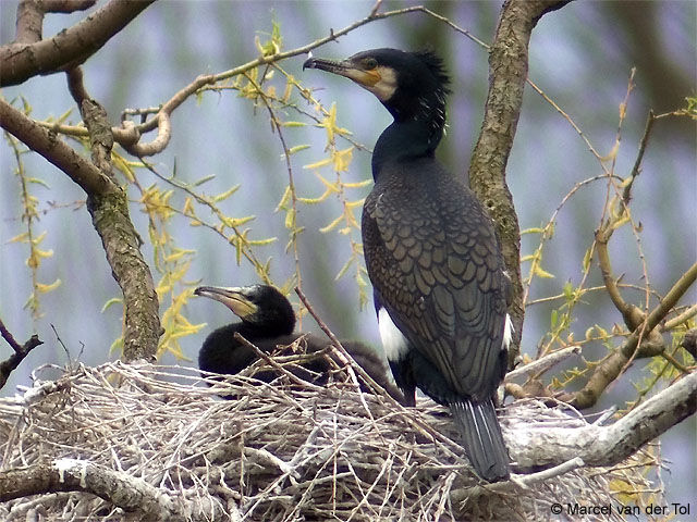Grand Cormoran