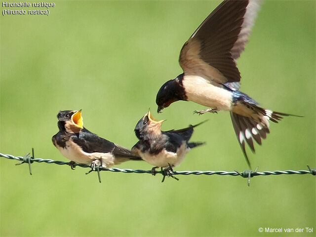 Hirondelle rustique, Comportement