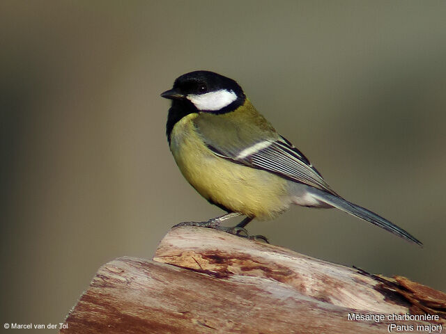 Mésange charbonnière