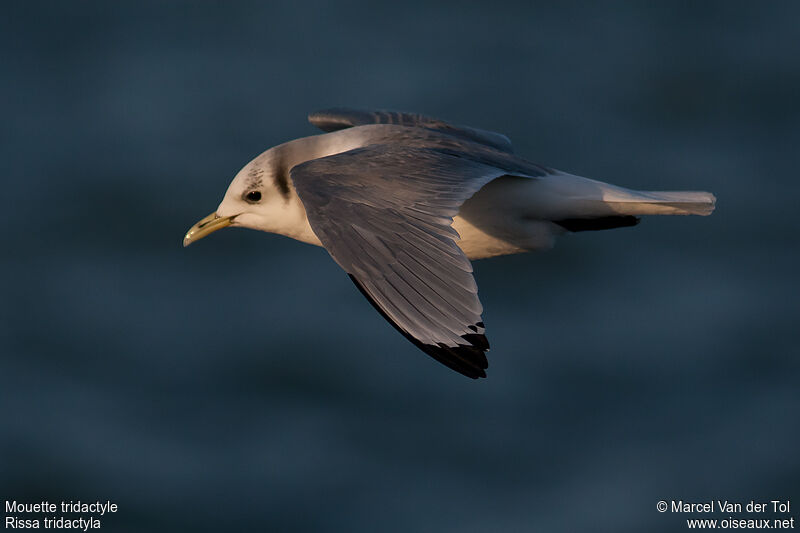 Mouette tridactyleadulte internuptial