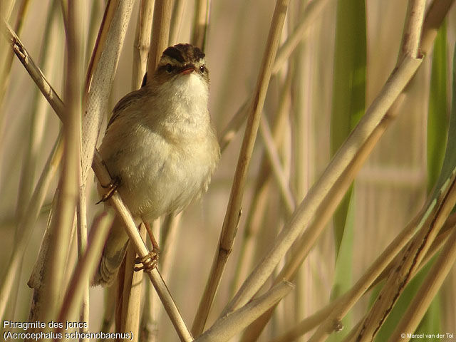 Phragmite des joncs